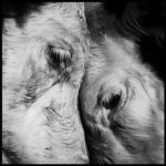 cows