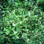 Chickweed