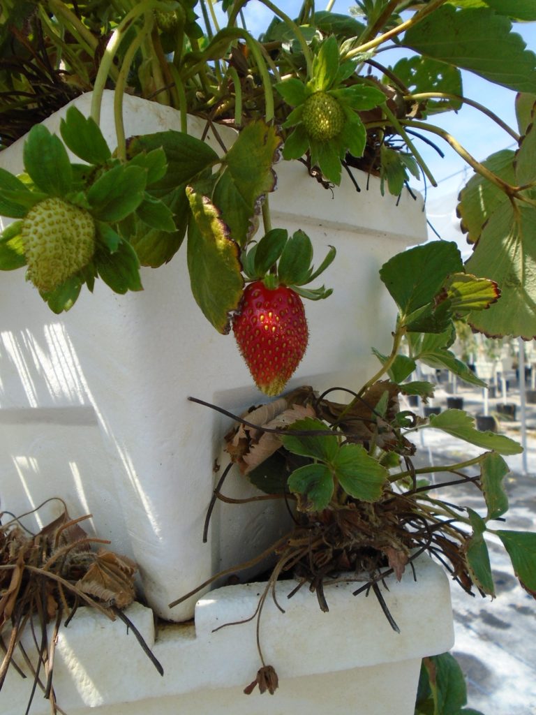 Homegrown and nutritious strawberries from Southern Fresh Farms