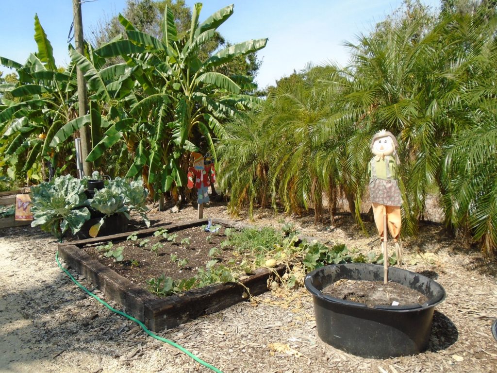 The Grow Your Own Garden rental areas are popular spots at Southern Fresh Farms