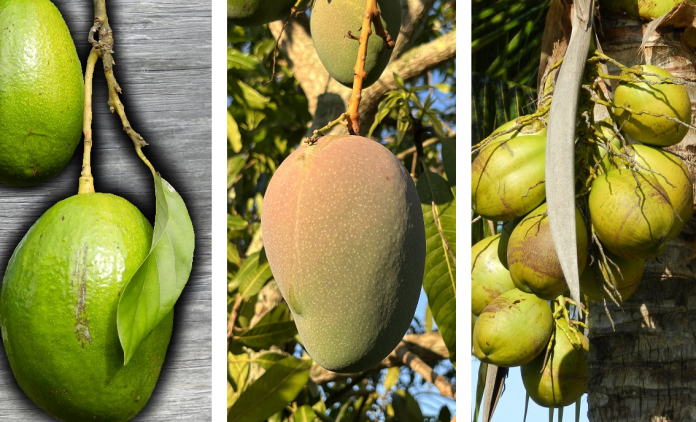 Common Tropical Fruits from South Florida
